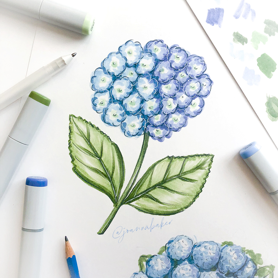 Hydrangea Illustration by Joanna Baker